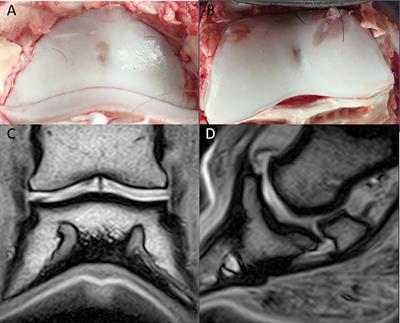 Identification of Naturally Occurring Cartilage Damage in the Equine Distal Interphalangeal Joint Using Low-Field Magnetic Resonance Imaging and Magnetic Resonance Arthrography